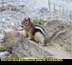 Chipmunk